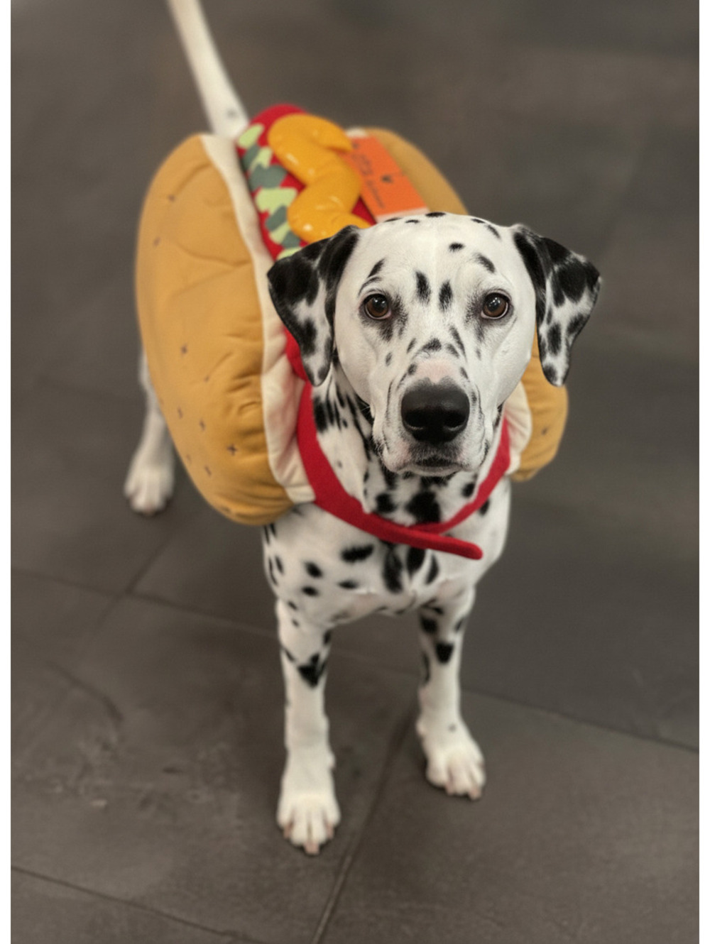 Boots & Barkley Hot Dog Pet Costume Large